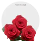 Red Fortune Roses 40-60 cm