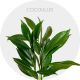 Box Cocculus (200 stems)