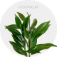 Box Cocculus (200 stems)