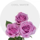 Lavender Cool Water 40-70 cm