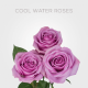 Box Cool Water 40 cm (125 St)