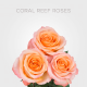 Coral Reef Roses 60 cm (25 St bunch)