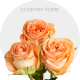Box Garden Peach Country Home Roses 60 cm (100 St)