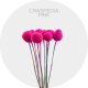 Box Flowers Pink Craspedia Pop (380 St)