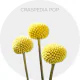 Box Flowers Yellow Craspedia Pop (380 St)