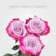 Box Deep Purple 40 cm (125 St)