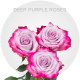Lavender Deep Purple Roses 40-70 cm 
