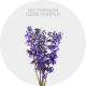 Flowers Box Delphinium Dark Purple (90 St)