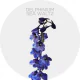 Box Flowers Delphinium Sea Waltz 70 cm (120 St)