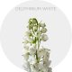 Box Flowers Delphinium Elatum White 50-60 cm (90 St)