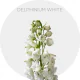 Box Flowers Delphinium Elatum White 50-60 cm (90 St)