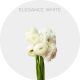 Box Flowers Ranunculus Elegance White 35 cm (240 St)