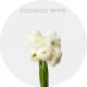 Box Flowers Ranunculus Elegance White 35 cm (240 St)