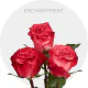 Box Bicolor Enchantment Roses 60 cm (100 St)