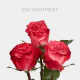Garden Red/White Enchantment Roses 40 cm (25 St bunch)