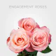 Coral Engagement Roses 60 cm (25 St bunch)