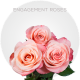 Coral Engagement Roses 50-70 cm
