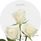 Box White Escimo 50 cm (100 St)
