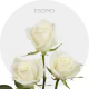 White Escimo Roses 40-70 cm