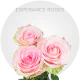 Light Pink Esperance Roses 40-60 cm