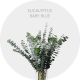 Eucalyptus Baby Blue