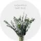 Eucalyptus Baby Blue