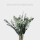 Greenery Eucalyptus Baby Blue (10 St bunch)