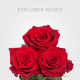 Red Explorer Roses 60 cm (25 St bunch)