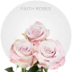 Lavender Faith Roses 40-60 cm