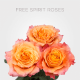 Garden Free Spirit Roses 60 cm (25 St bunch)