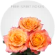 Garden Free Spirit Roses 40-60 cm