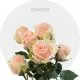 Peach Spray Ginger 40-60 cm