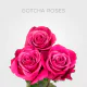 Box Hot Pink Gotcha Roses 60 cm (100 St)