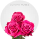 Hot Pink Gotcha Roses 50-60 cm