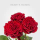 Box Garden Red Hearts 50 cm (100 St)
