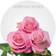 Pink Hermosa Roses 50-70 cm