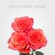 Bicolor High & Magic Roses 60 cm (25 St bunch)