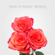 Box Bicolor High & Magic Roses 50 cm (100 St)