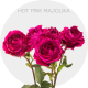 Spray Hot Majolika 40-60 cm