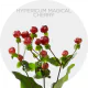 Box Flowers Hypericum Magical Cherry 70 cm (150 St) 
