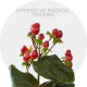 Box Flowers Hypericum Magical Triumph 70 cm (150 St)