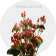 Box Flowers Hypericum Pink (150 St)