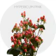 Box Flowers Hypericum Pink (150 St)
