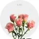 Spray Peach Ilse 40-60 cm