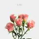 Spray Ilse 40-60 cm (10 St bunch)-2