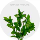 Greenery Ruscus (240 St)