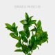 Greenery Ruscus (10 St bunch)