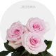 Light Pink Jessika Roses 40-70 cm