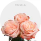 Peach Kahala Roses 40-60 cm
