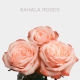 Box Peach Kahala Roses 40 cm (125 St)